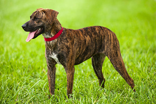 Plott Hound