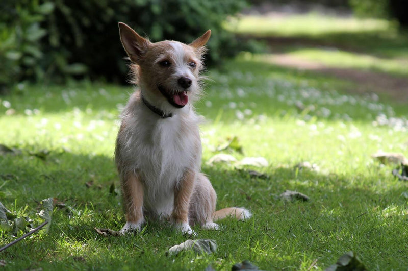 Portuguese Podengo