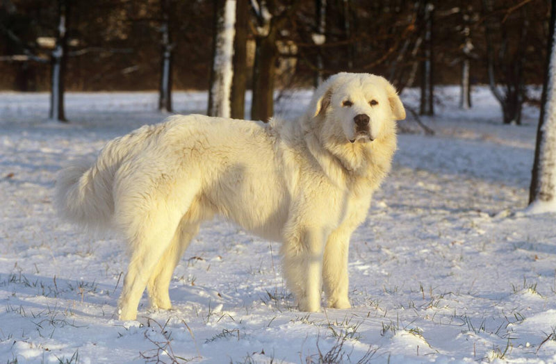 Polish Tatra Shepherd