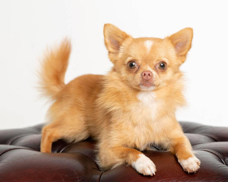 Pomchi