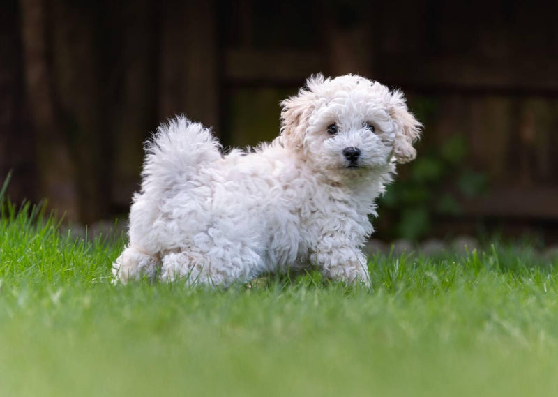 Poochon