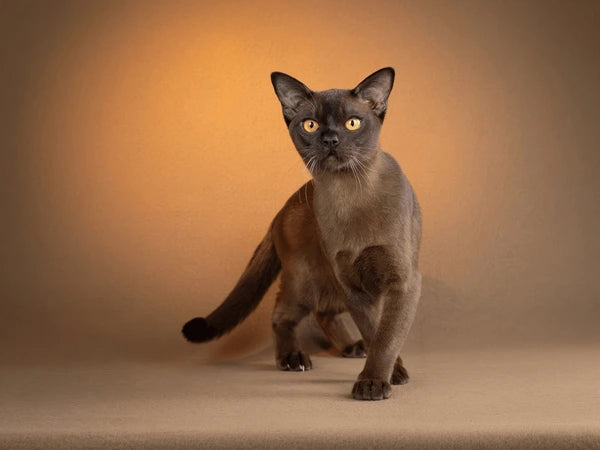 Burmese Cat