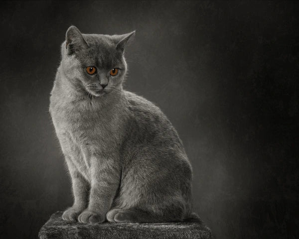 Chartreux Cat