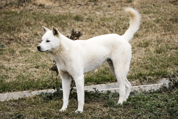 Korean Jindo