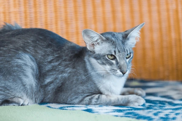 Oriental Longhair