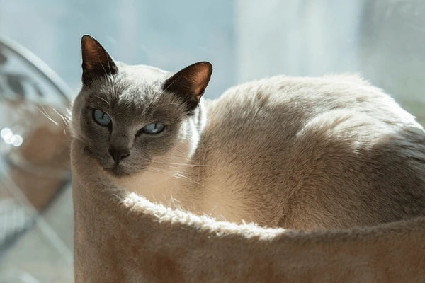 Tonkinese Cat