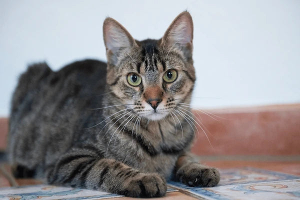 European Shorthair