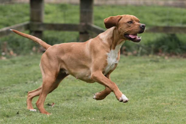 Portuguese Pointer