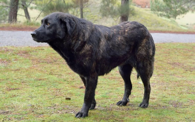 Portuguese Watchdog