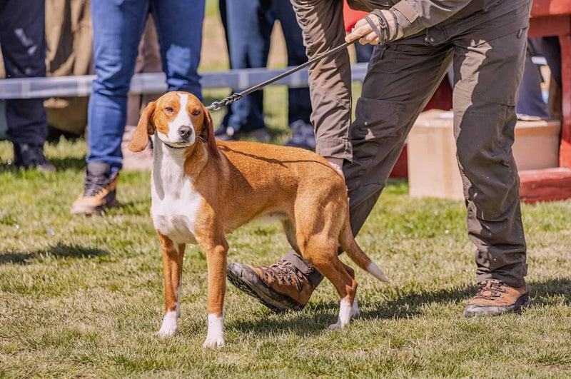 Posavac Hound