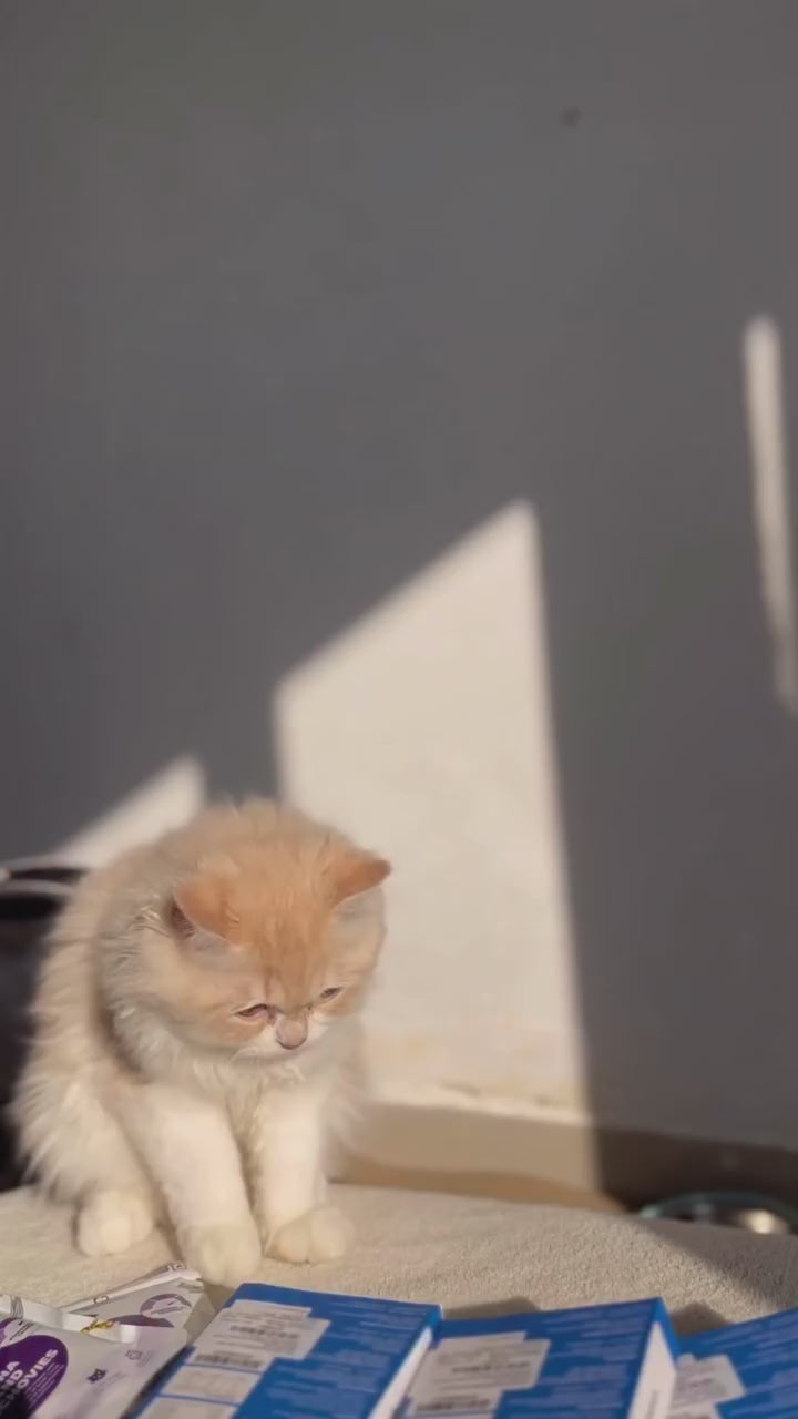 Goofy Tails Trial Packs Bone Broth for Cats and Kittens (2 X Chicken & 2 X Seafood)