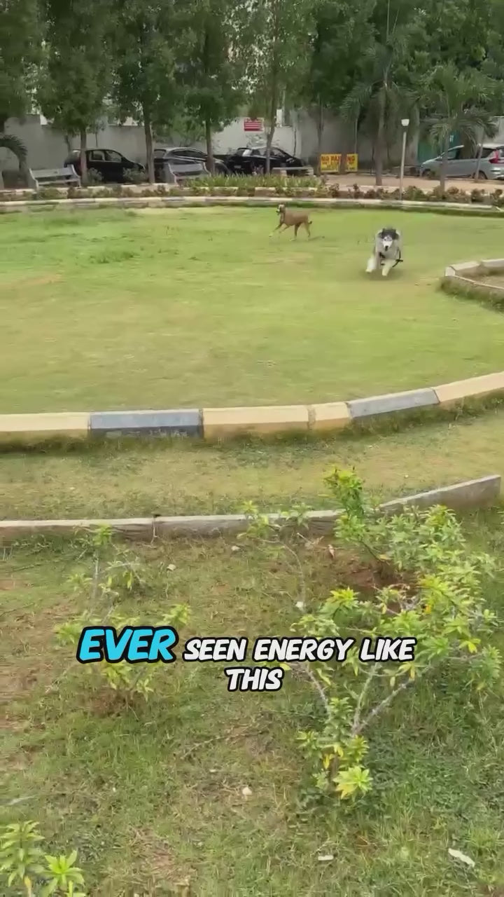 Goofy Tails Lamb Bone Broth for Dogs and Puppies