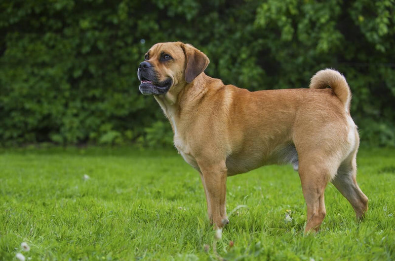 Puggle