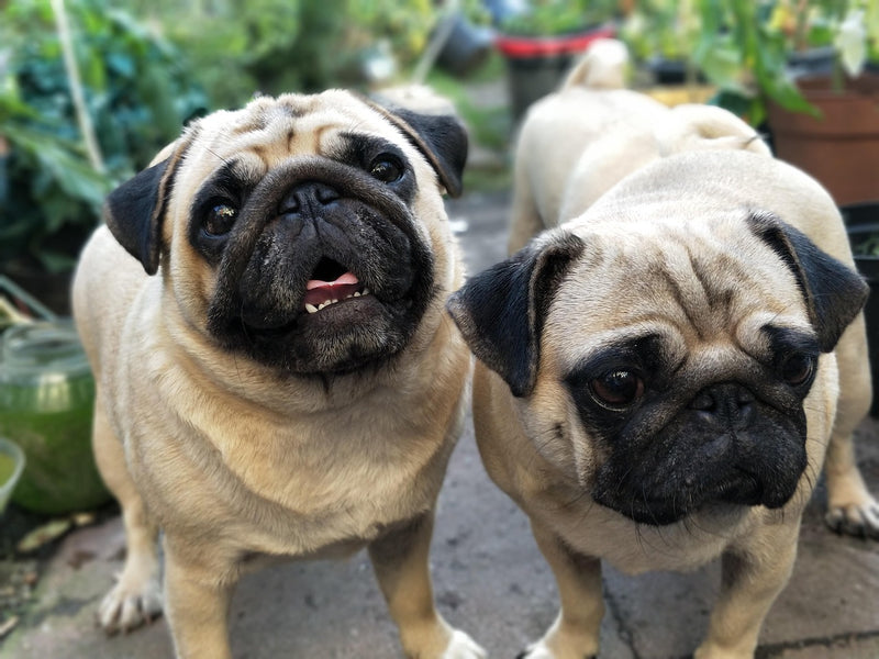 Pug