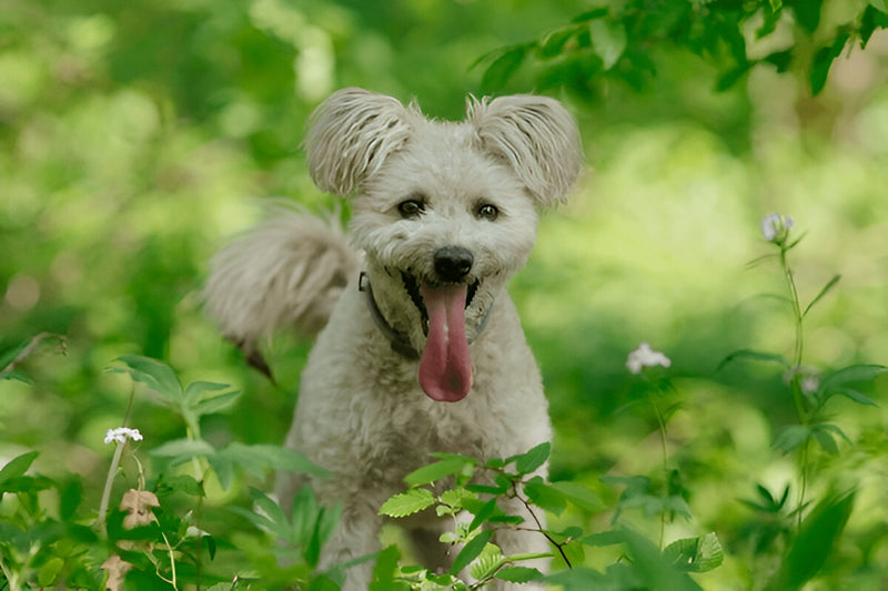Pumi