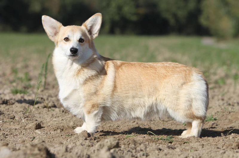 Pembroke Welsh Corgi