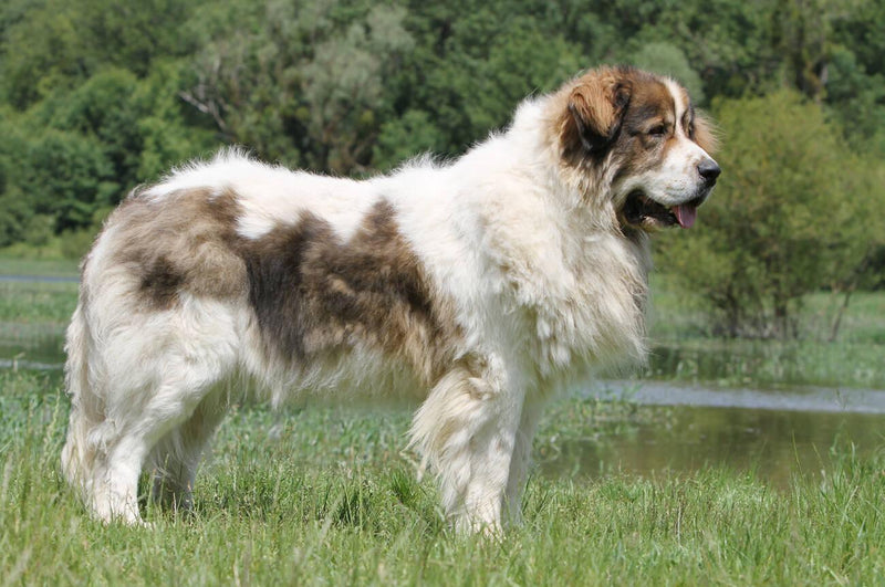 Pyrenean Mastiff