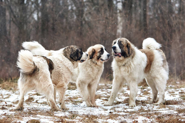Pyrenean Mastiff