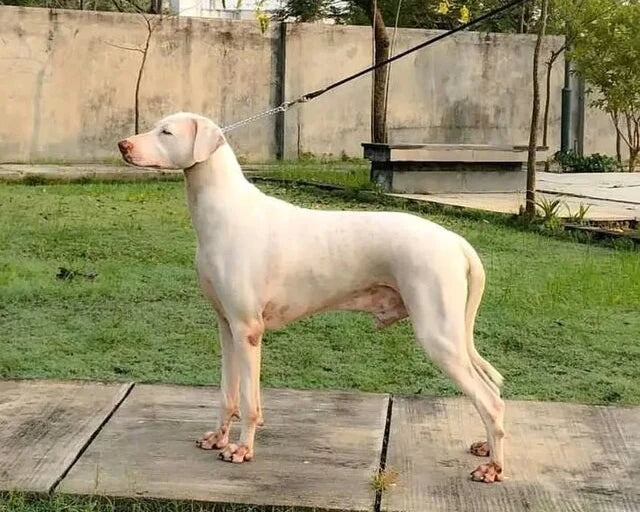 Rajapalayam