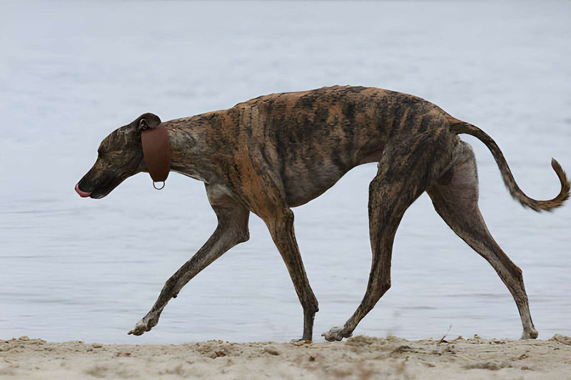 Rampur Greyhound