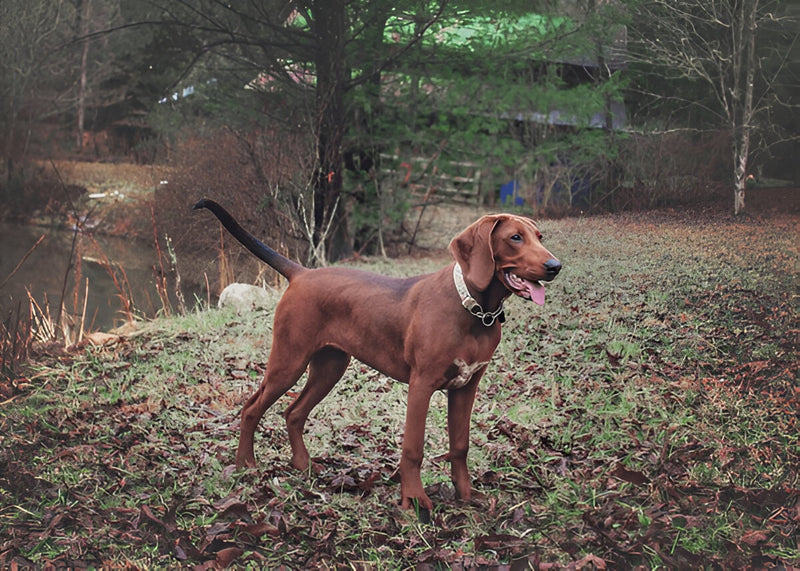 Redbone Coonhound