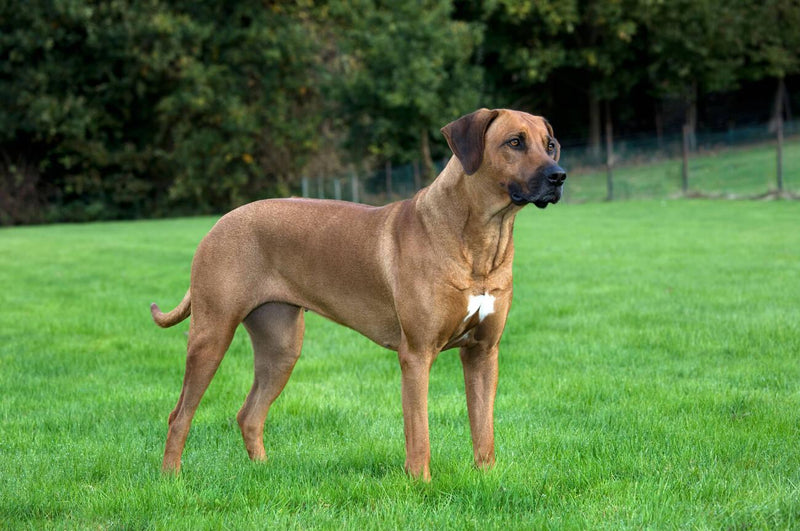 Rhodesian Ridgeback