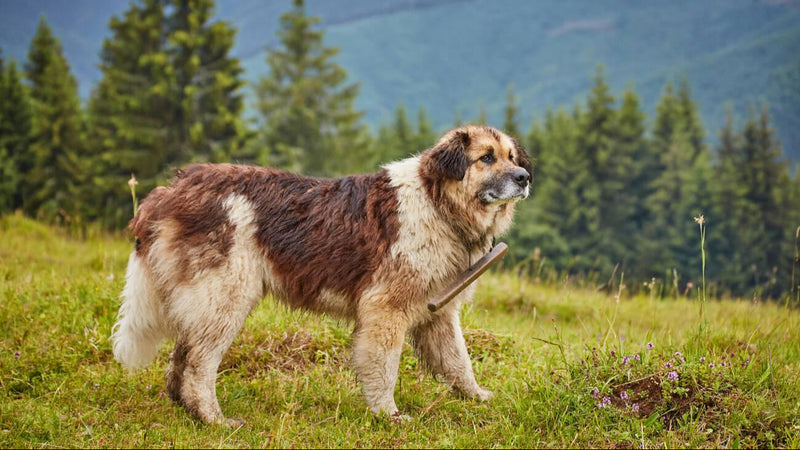 Romanian Carpathian Shepherd