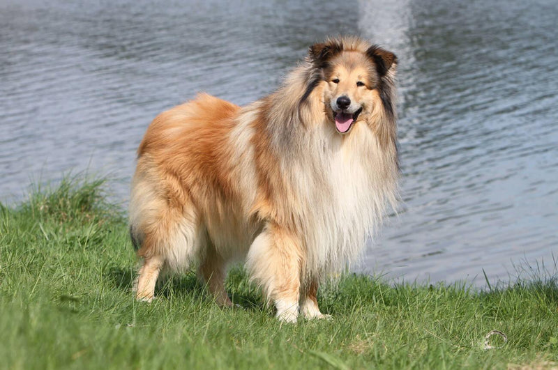 Rough Collie