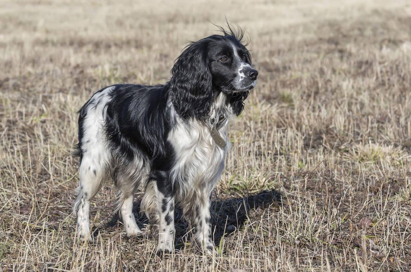 Russian Spaniel