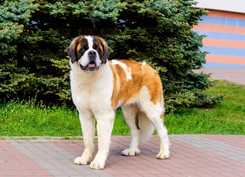 Moscow Watchdog