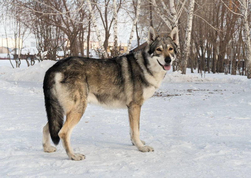 Saarloos Wolf-Dog