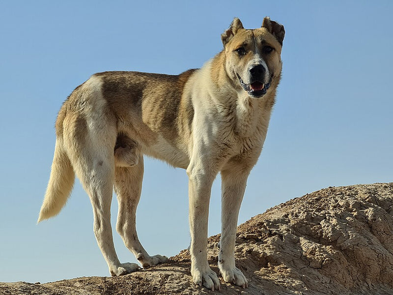 Sarabi