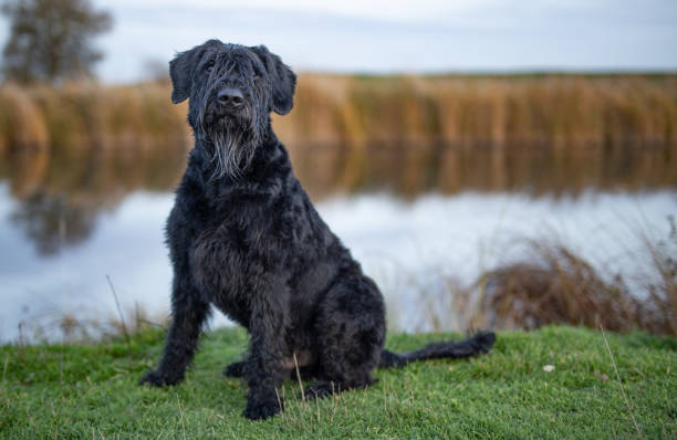 Schnauzer