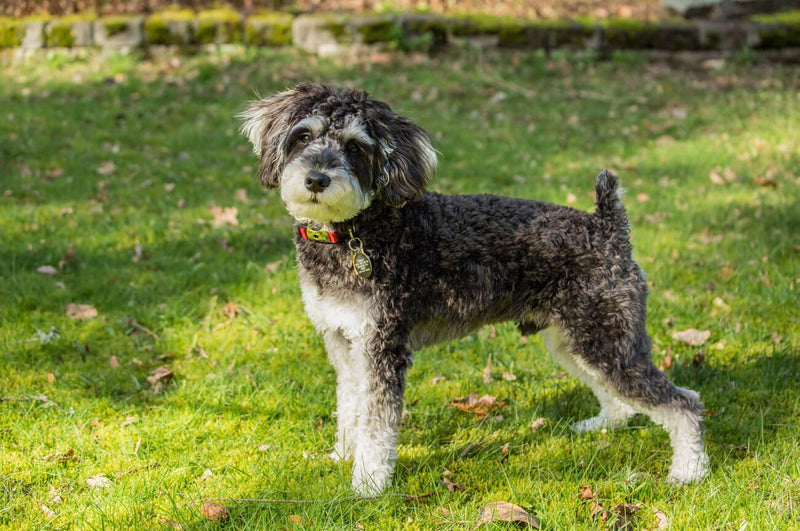 Schnoodle