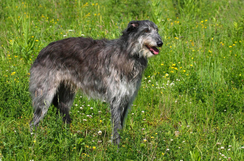 Scottish Deerhound