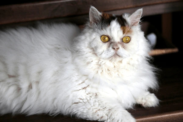 Selkirk Rex