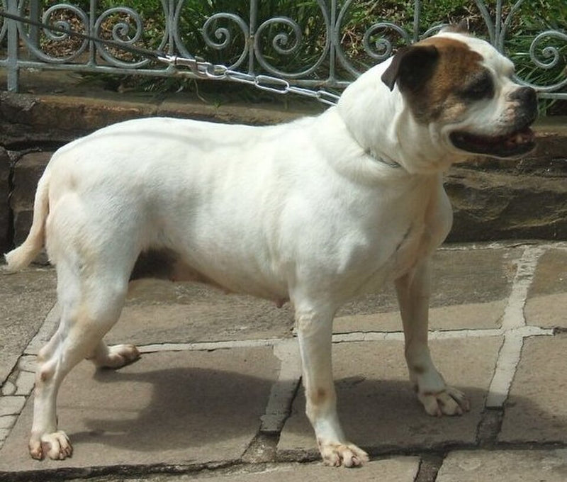 Serrano Bulldog