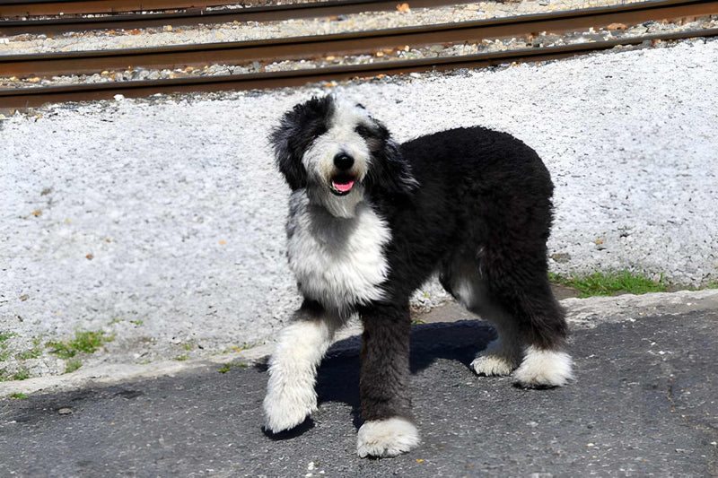 Sheepadoodle