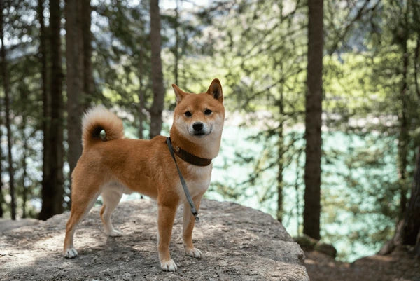 Shiba Inu