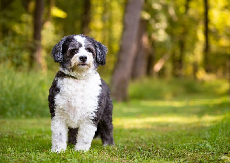 Shih-Poo