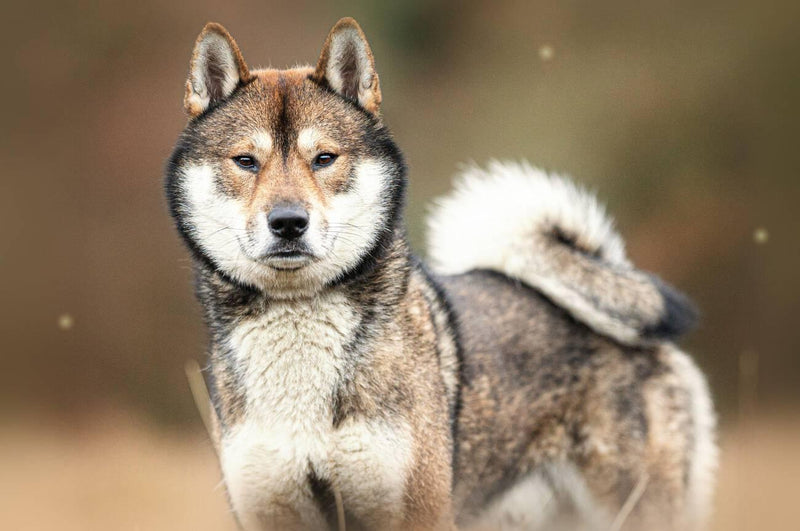 Shikoku Inu