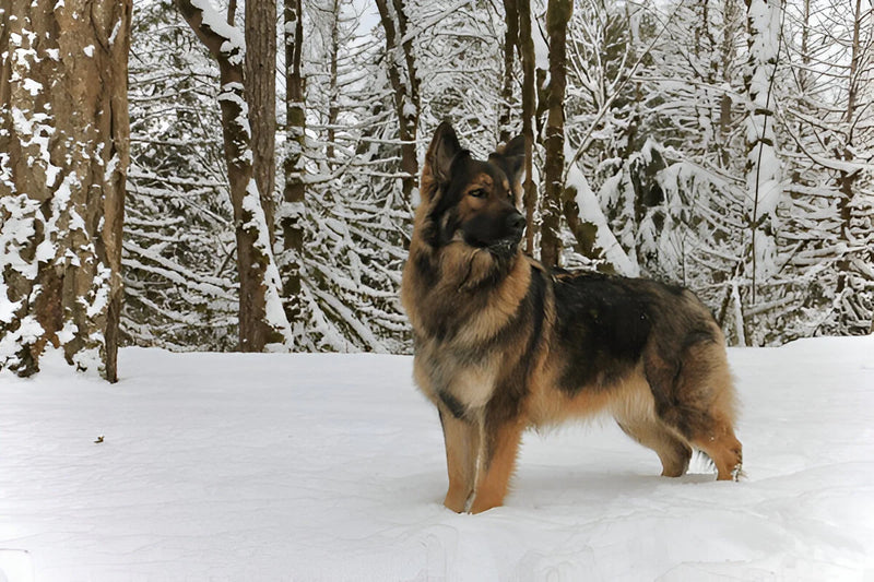 Shiloh Shepherd