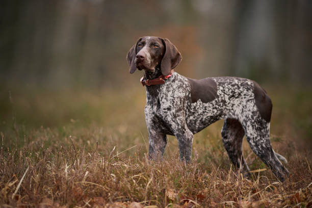 German Shorthaired Pointer (GSP)