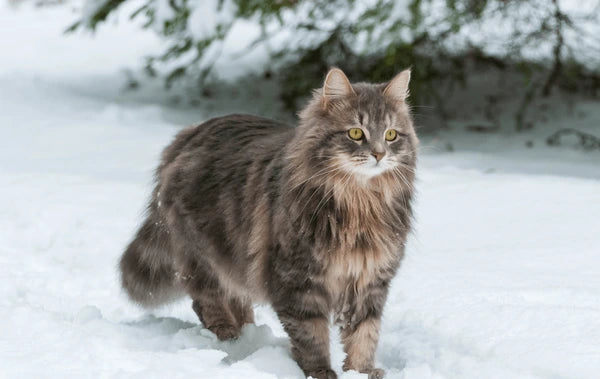 Siberian Forest Cat