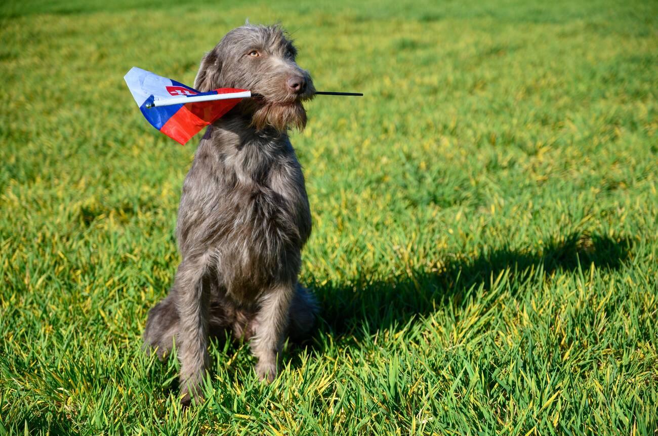 Slovak Roughhaired Pointer