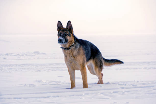 Eastern-European Shepherd