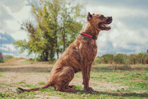 Spanish Bulldog