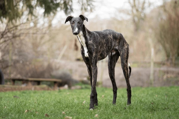 Spanish Greyhound