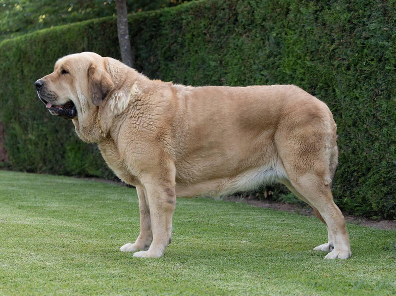 Spanish Mastiff