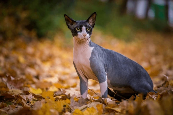 Sphynx